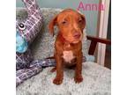 Adopt Anna a Mastiff, Bloodhound