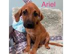 Adopt Ariel a Mastiff, Bloodhound