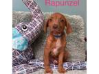 Adopt Rapunzel a Mastiff, Bloodhound