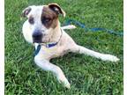 Adopt June a Cattle Dog, Pit Bull Terrier