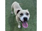 Adopt Lady Danbury a Pit Bull Terrier