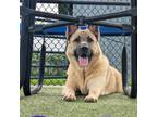 Adopt Kiara a German Shepherd Dog