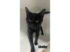 Adopt Shelby a Domestic Short Hair