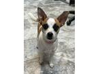 Adopt SASHA a Jack Russell Terrier