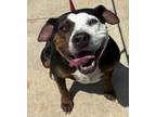 Adopt Patches a American Staffordshire Terrier