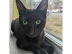 Adopt Blackie a Domestic Short Hair