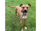 Adopt Romy a Mixed Breed