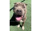 Adopt Emily a Cane Corso