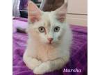 Adopt Marsha a Siamese