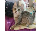 Adopt Jan a Domestic Short Hair