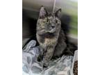 Adopt Kuranda a Domestic Short Hair