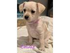 Adopt Chime a Norwich Terrier
