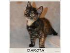Adopt Dakota a Domestic Short Hair