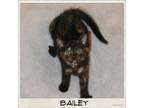 Adopt Bailey a Domestic Short Hair