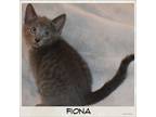 Adopt Fiona a Domestic Short Hair