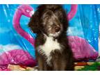 Aussiedoodle Puppy for sale in Tucson, AZ, USA