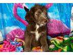 Aussiedoodle Puppy for sale in Tucson, AZ, USA