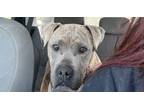 Adopt Mabel aka Tyra a Pit Bull Terrier