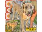 Adopt Honey a Mastiff