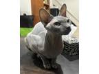 Adopt Lucille a Sphynx / Hairless Cat