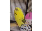 Adopt CHATTERBOX a Parakeet (Other)