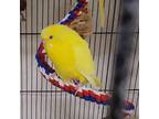 Adopt LEMON a Parakeet (Other)