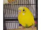 Adopt JELLY BEAN a Parakeet (Other)