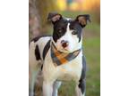 Adopt DOTTIE a Pit Bull Terrier, Mixed Breed