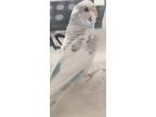 Adopt CLARK a Parakeet (Other)