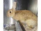 Adopt PETRA a Bunny Rabbit