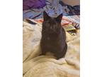 Adopt Sherry a Domestic Short Hair