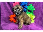 Soft Coated Wheaten Terrier Puppy for sale in Springfield, MO, USA