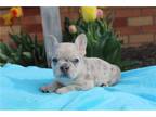 French Bulldog Puppy for sale in Cambridge, OH, USA