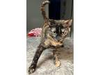 Adopt Golden Girl a Domestic Short Hair