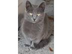 Adopt Minnie a Russian Blue