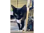 Adopt Panda a Domestic Short Hair