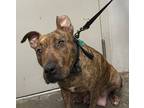 Adopt TIGRESS a Staffordshire Bull Terrier