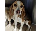 Adopt Sochee a Beagle