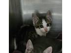 Adopt Mayo a American Shorthair