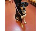 Adopt Malibu a Coonhound