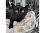 Adopt Akela a Domestic Short Hair