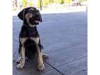 Adopt Rosie a German Shepherd Dog, Labrador Retriever