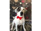 Adopt Karley a Pointer, Hound