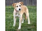 Adopt Constance a Retriever, Husky