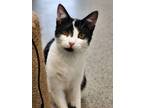 Adopt Nora a Domestic Short Hair