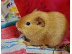 Adopt Palomino a Guinea Pig