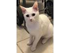 Adopt Anita a Turkish Angora