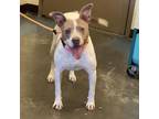 Adopt Layla a Mixed Breed