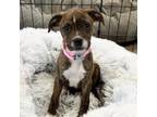 Adopt Trudy a Boxer, Mixed Breed