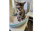 Adopt Claire a Domestic Short Hair